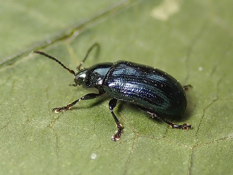 Chrysomelidae: Phaedon armoraciae? No, Phratora laticollis